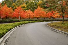 an empty road surrounded by trees with orange and red leaves on it's sides