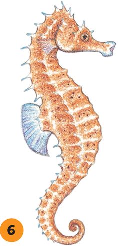 a drawing of a sea horse with the number six on it's back side