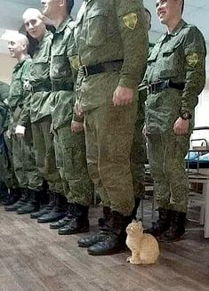 Army Cats, Funny Looking Cats, Funny Cat Photos, Silly Cats Pictures, 웃긴 사진, Silly Animals, Military Men, Funny Cute Cats, 영감을 주는 캐릭터