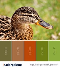 a duck is standing in the grass with its head turned to the side and color palettes below it