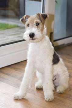 a small white and brown dog sitting on top of a wooden floor next to a sliding glass door