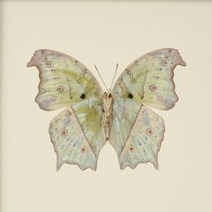 a green and white butterfly sitting on top of a piece of paper in a frame