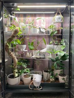 a display case filled with lots of potted plants