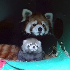 two baby raccoons are sitting next to each other in a green container,