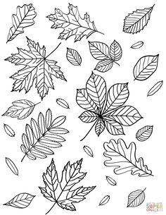 leaves coloring pages for kids to print out and color on the page with their own hands