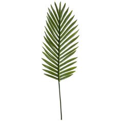 a green palm leaf on a white background