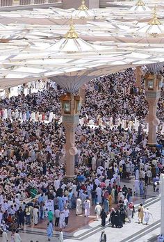 a large group of people standing under umbrellas