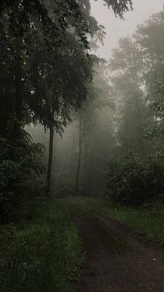 a dirt road in the middle of a forest on a foggy day