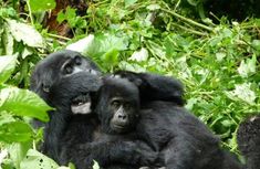 two baby gorillas cuddle together in the grass and trees, while one sits on its mother's back