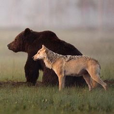 two brown bears standing next to each other in a field