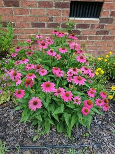 pink flowers in front of a brick wall and flower bed with mulchy grass