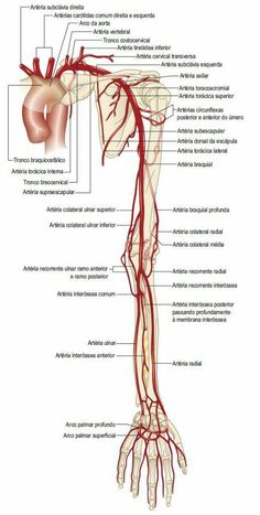 the blood vessels are labeled in red, and there is also an illustration of what they look like