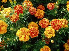 many orange and yellow flowers with green leaves