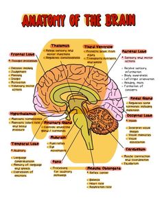 an image of the anatomy of the brain