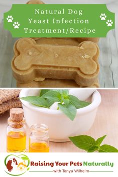 natural dog yeast injection treatment recipe with honey and mint for dogs to treat