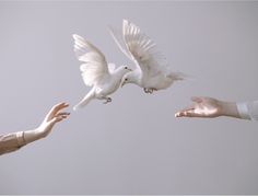 two hands reaching out towards a white dove in the air with its wings spread wide open