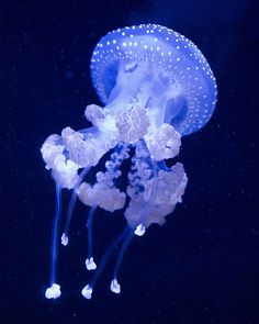 a blue jellyfish floating in the water with bubbles on it's back legs