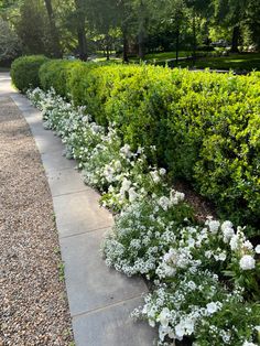 white flowers are growing along the edge of a sidewalk in front of some bushes and trees