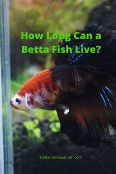 a betta fish with the words how long can a betta fish live?