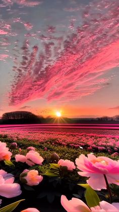 pink flowers are blooming in the field at sunset