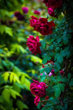 red roses growing on the side of a green bush with lots of leaves around them