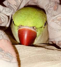 a close up of a green bird with a red beak