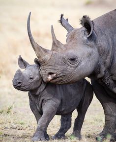 a baby rhino nursing on its mother's back