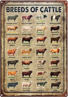 the breeds of cattle are shown in an old metal sign that says,'breeds of cattle