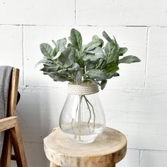 a plant in a glass vase sitting on top of a wooden table next to a chair