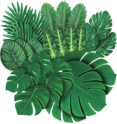 an arrangement of green leaves on a white background