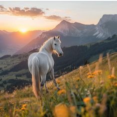 a white horse standing on top of a lush green hillside next to mountains at sunset