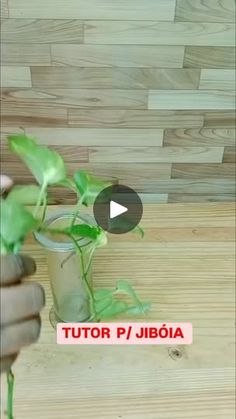 a person holding a potted plant in front of a wooden wall with the words tutur p / jibia on it