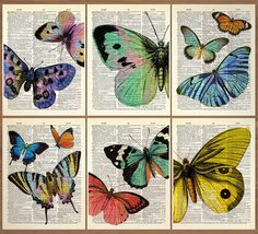 four different colored butterflies on an old book page, each with the same color and size