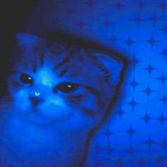 a cat that is looking at the camera with blue light in it's eyes