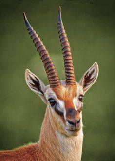 an antelope with very long horns standing in front of a green grass background