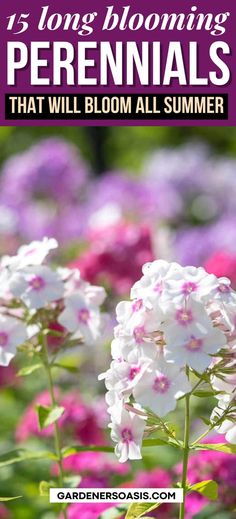 white and pink flowers with text overlay that reads, 13 long blooming perennials that will bloom all summer