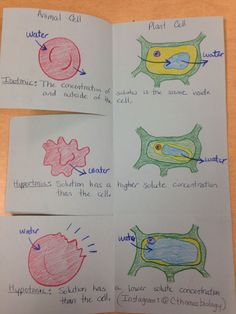 four different types of cell diagrams on paper