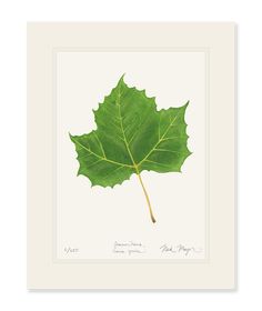 a green leaf is shown in a white frame with the words,'i love you '