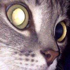 a close up of a cat's face with yellow eyes