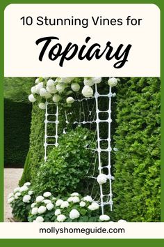 the words 10 stunning vines for topiary are in front of an image of white flowers