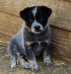 a puppy is sitting on the ground next to a wooden wall and looking at the camera