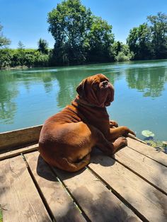 a large brown dog sitting on top of a wooden dock next to a body of water