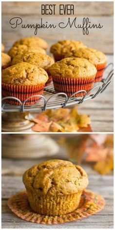 the best ever pumpkin muffins