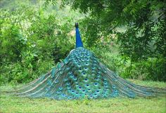 a peacock with its feathers spread out in the grass