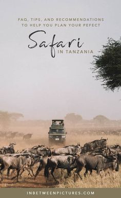 a herd of wild animals walking across a dry grass field next to a green truck