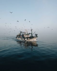 a boat in the water with seagulls flying around