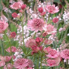 pink flowers are blooming in the field with white and pink flowers behind them on a sunny day