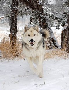 a dog running through the snow in front of some trees