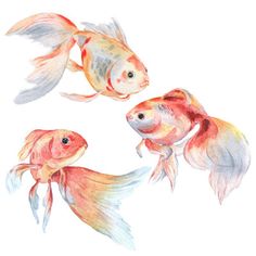 three goldfish in watercolor on white background with clipping for text or image