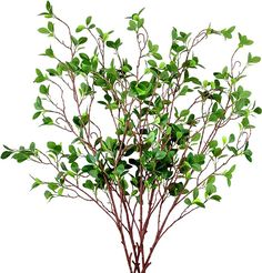 a small tree with green leaves in a pot on a white background, ready to be used as a planter